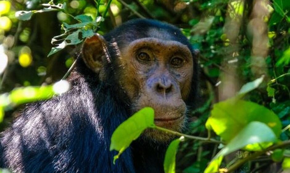 Rwanda - chimpanzees