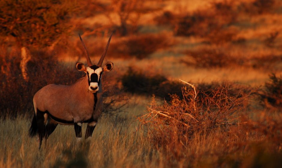 Tswalu Kalahari 