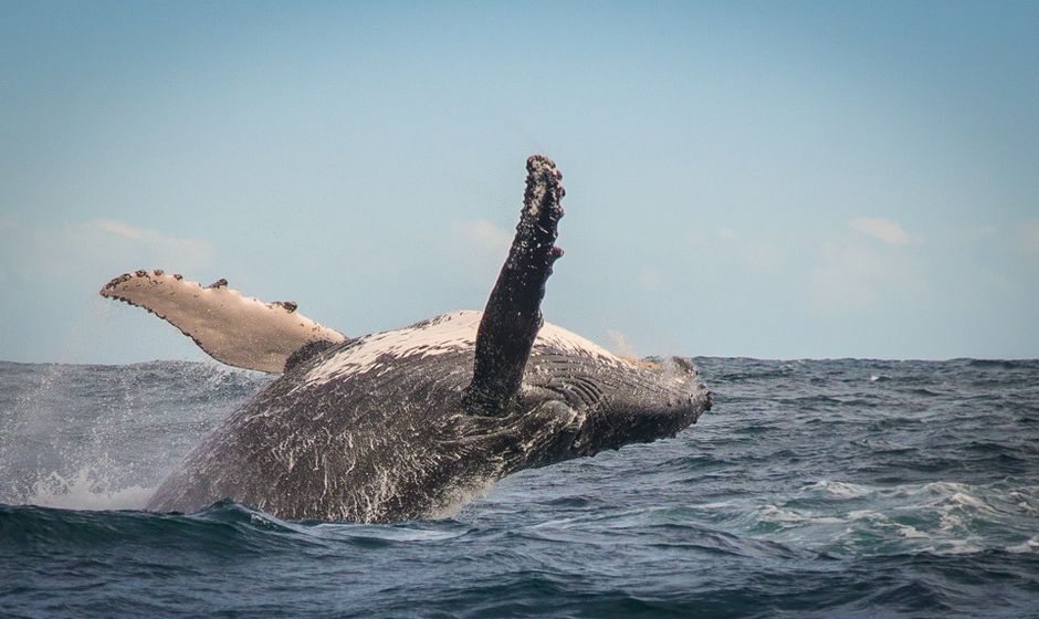 knysna whale watching