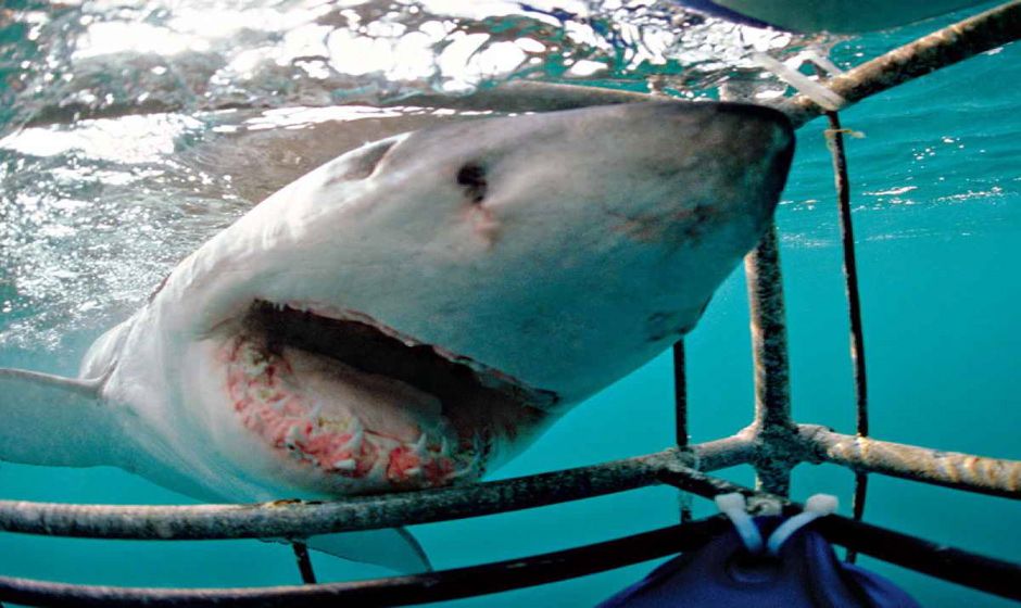 shark cage diving 