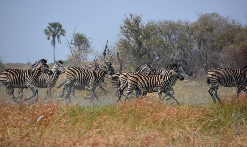 Beautiful Botswana - Zebras