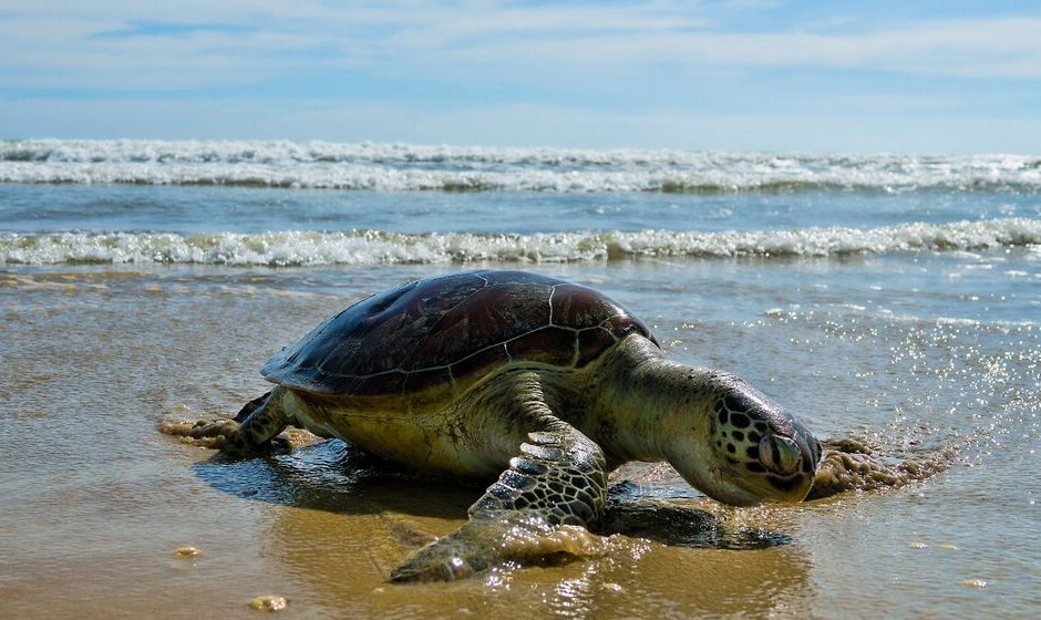 Sea Turtle on beach