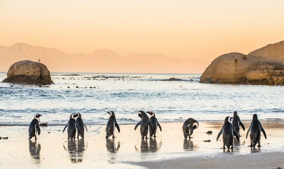 Penguins on beach