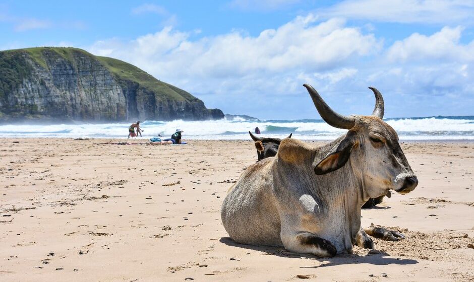 Nguni Cows on beach