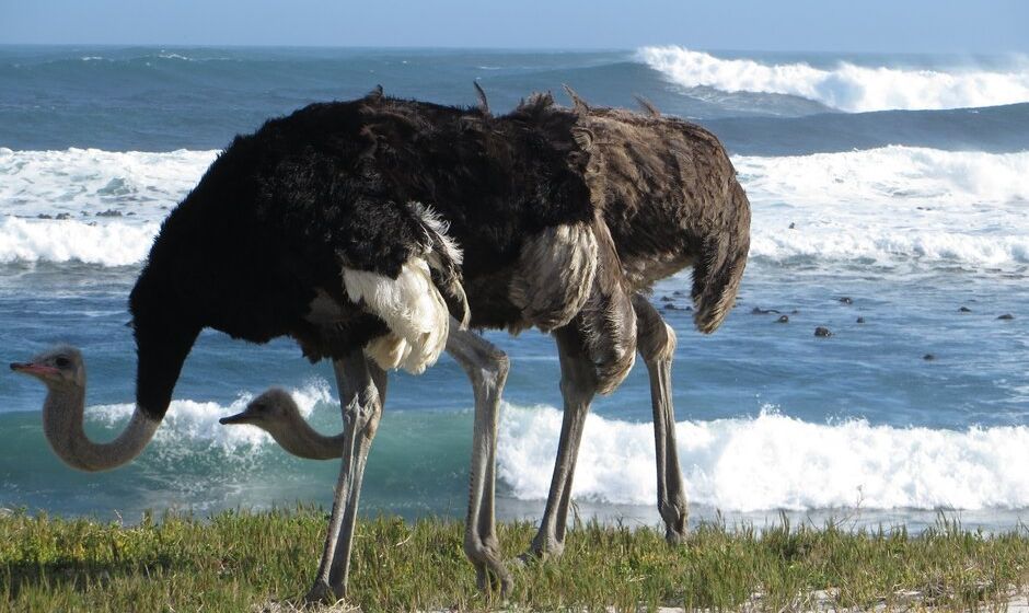 Ostriches on the beach
