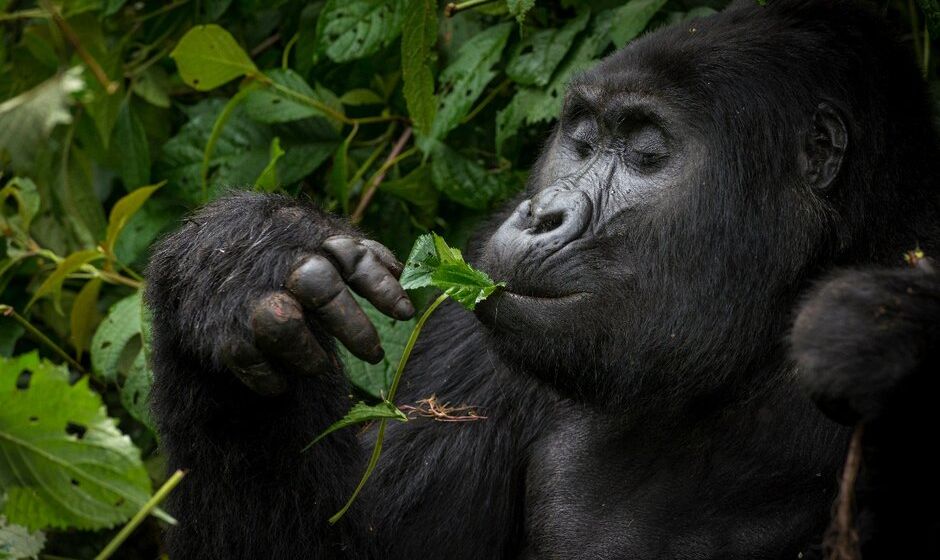 Gorilla in Uganda