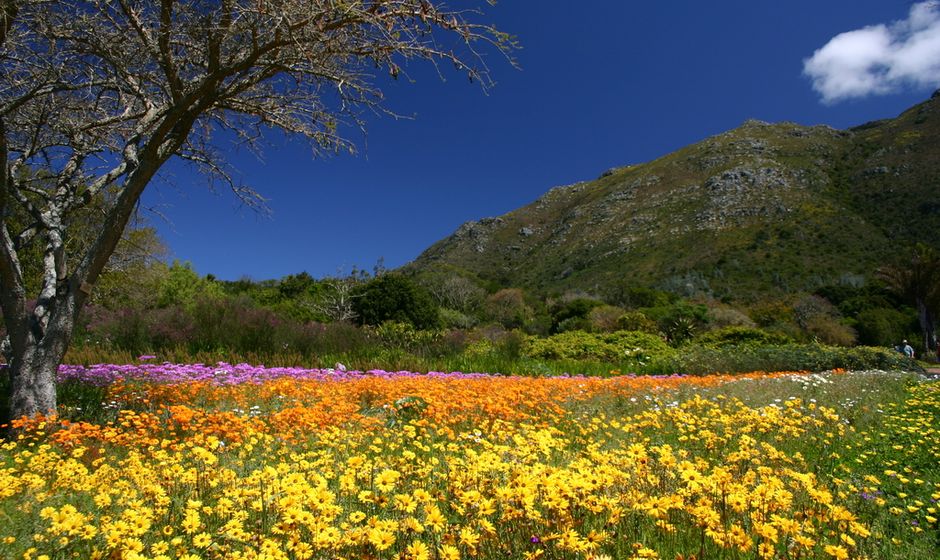 Kirstenbosch Botanical Gardens 