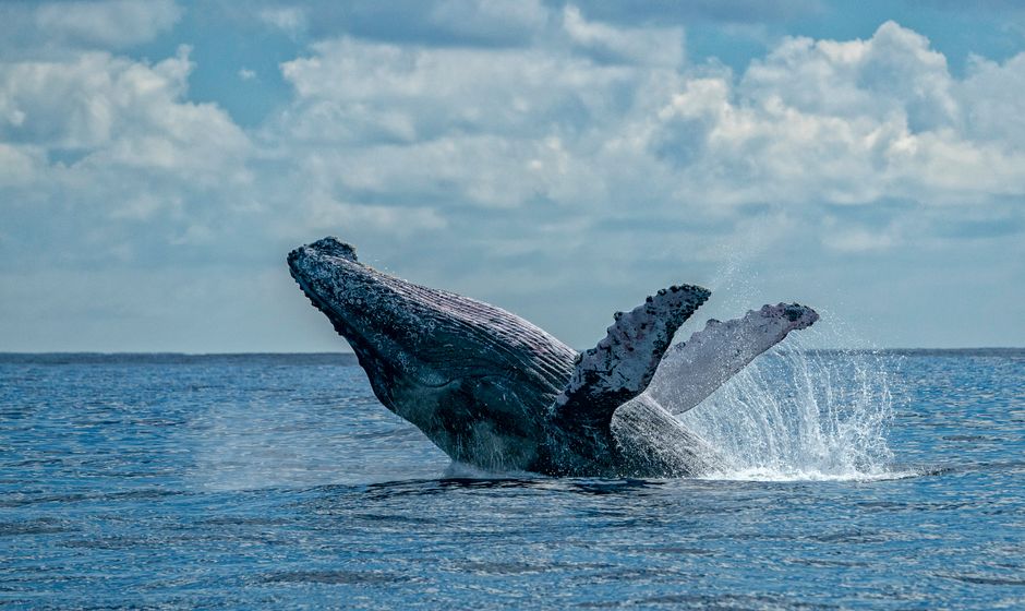 Whale Breaching