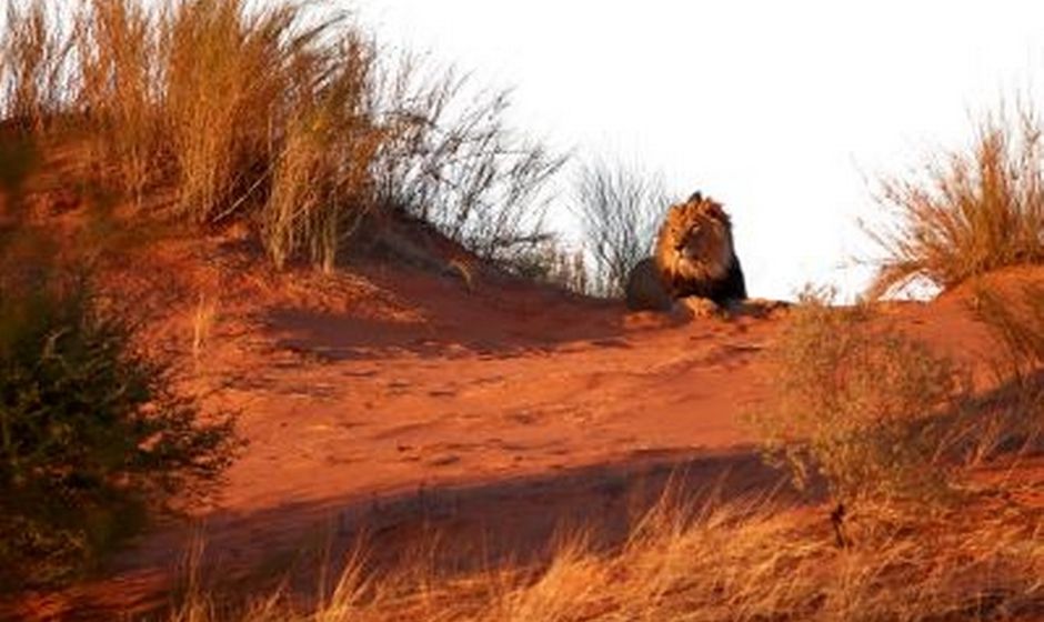 Lion in the Kalahari