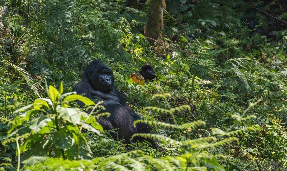Gorilla in the woods