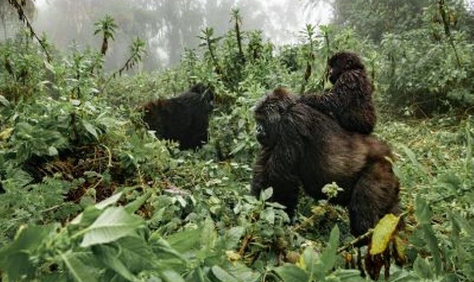 Rwanda - Gorilla