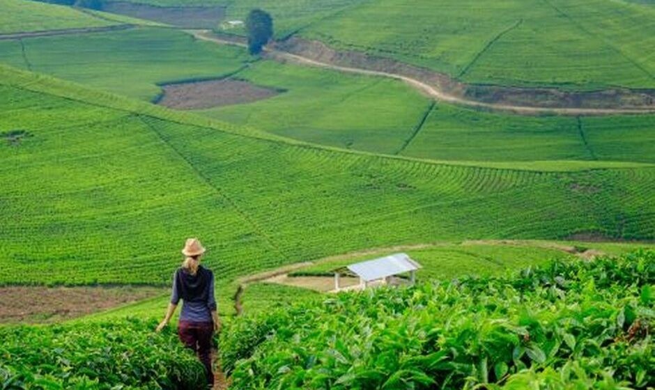 Rwanda - Plantation
