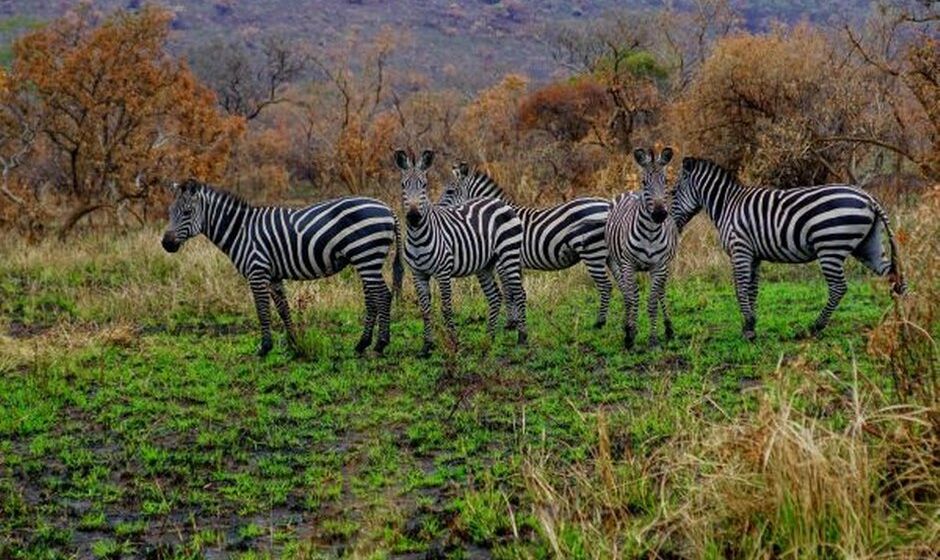 Rwanda - Zebra