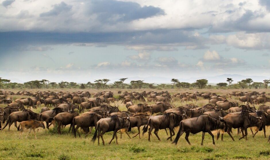 Wildebeest Migration in Tanzania