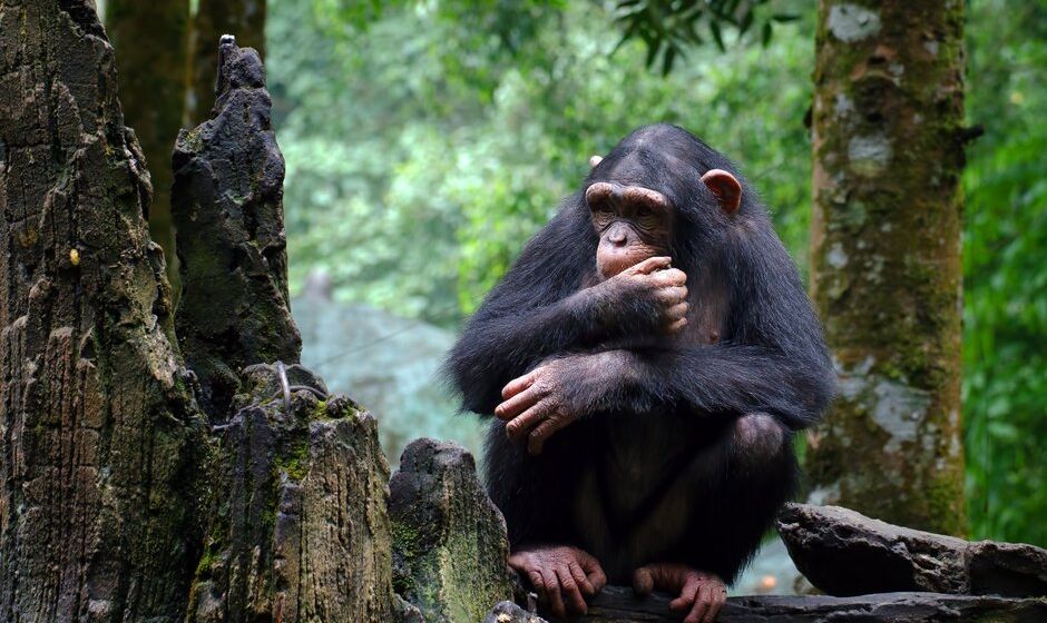 A chimpanzee in Tanzania