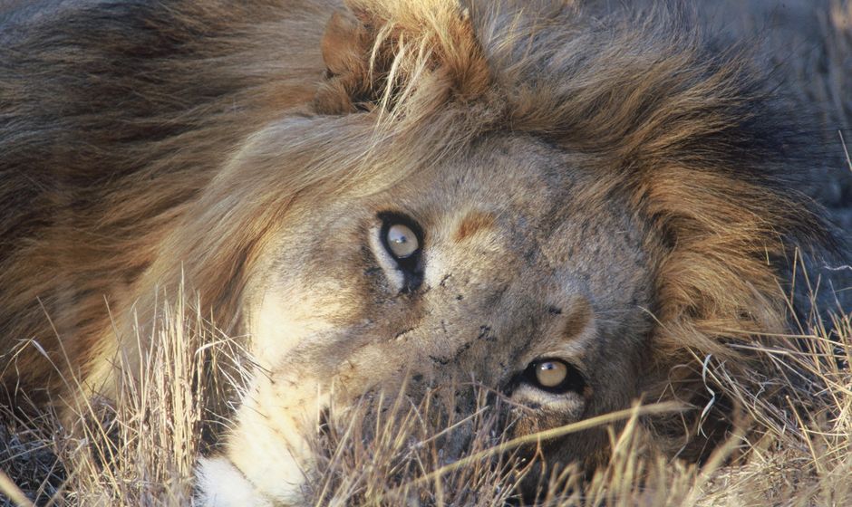 Lions in the sabi sands game reserve