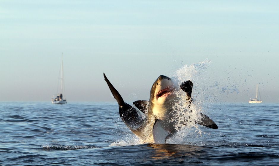 Shark Breaching